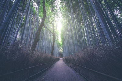 View of trees in the forest