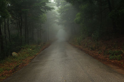 Road in a forest covered with mist.