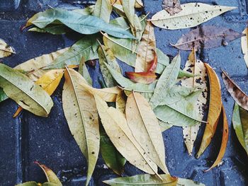 High angle view of maple leaves