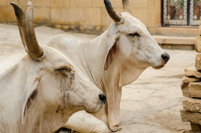 Close-up of horse