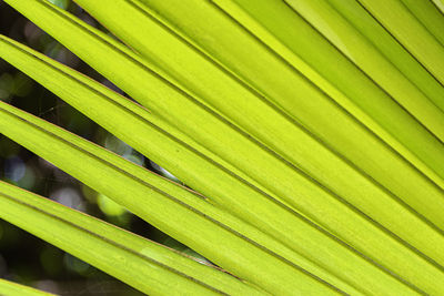 Full frame shot of palm leaves