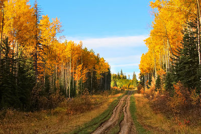 A rough gravel road through a autumn forest.