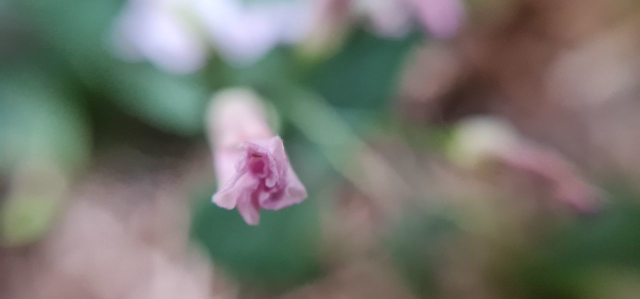 flower, flowering plant, plant, beauty in nature, freshness, pink, fragility, petal, close-up, blossom, growth, inflorescence, flower head, nature, green, macro photography, selective focus, no people, day, outdoors, plant stem, springtime, focus on foreground, rose, bud, purple, leaf, plant part