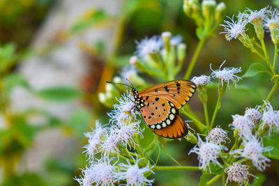 Close-up of butterfly pollinating on flower