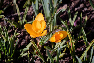 Close-up of yellow crocus flowers on field