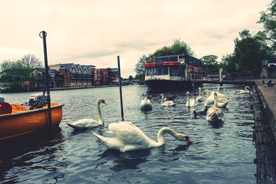 Swans swimming in canal against sky