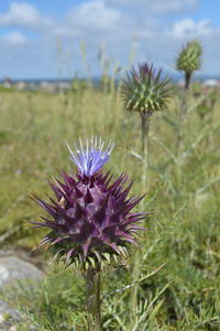 Close-up of thistle flowers on field