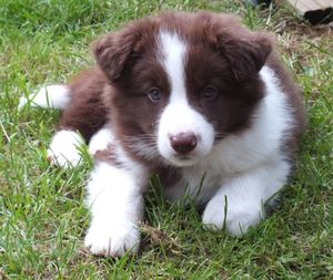 Portrait of dog on field