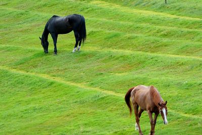 Horse grazing in pasture