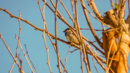 Low angle view of bird perching on branch