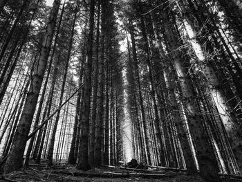 Low angle view of bamboo trees in forest