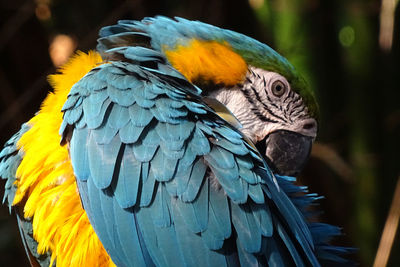 Close-up of a parrot