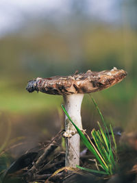 Close-up of mushroom growing on field