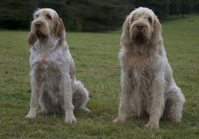 Dogs on field