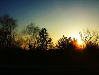 Silhouette of trees at sunset