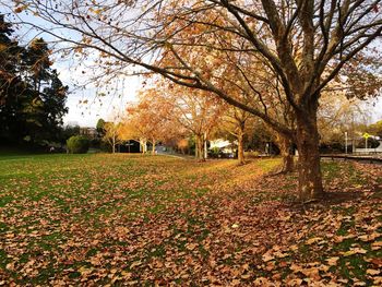 Trees on field in park during autumn