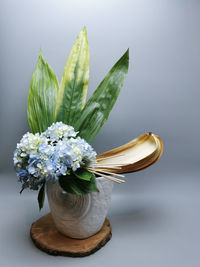 Close-up of plant against white background