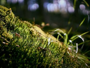 Close-up of plants growing on field