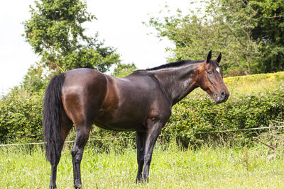 Horse in a field