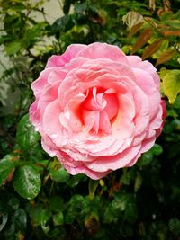 Close-up of wet pink rose