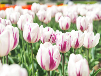 Close-up of pink tulips in field