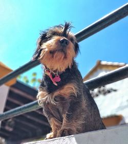 Low angle view of dog sitting against sky