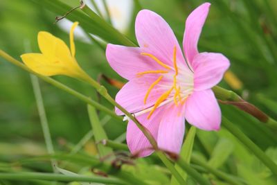 Close-up of pink flower