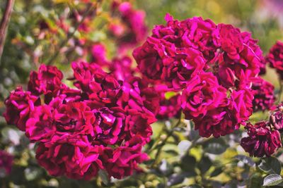 Close-up of pink flower