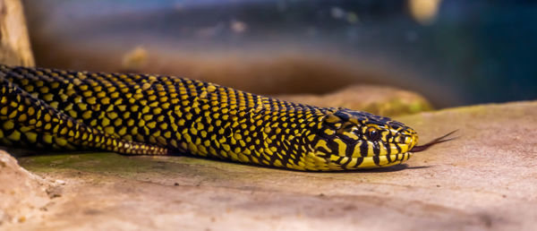 Close-up of lizard