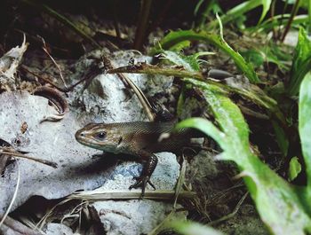 Close-up of lizard amidst plants