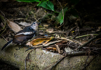 High angle view of bird perching on plant