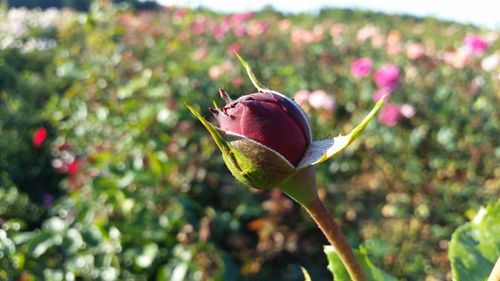 Close-up of flower against blurred background