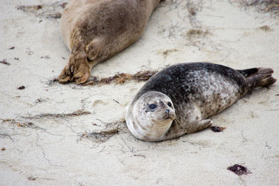 Sea lion lying on sand