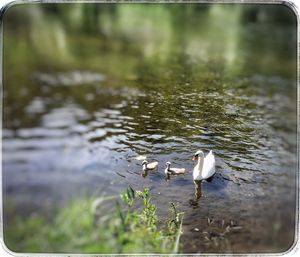 Bird in water