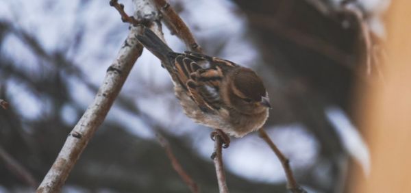 Close-up of bird perching on branch