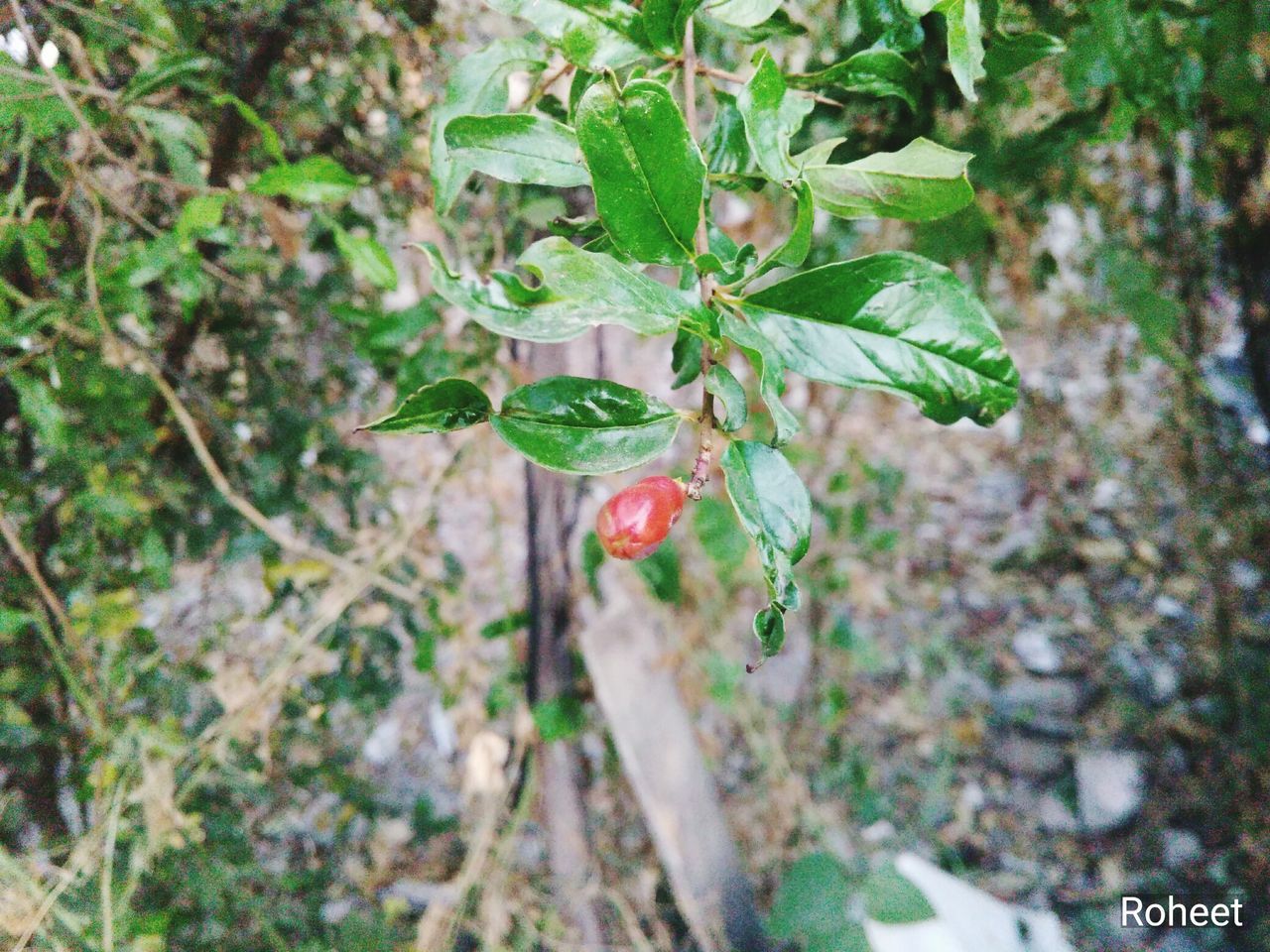 New born pomegranate