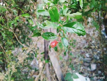 Close-up of fruit on tree