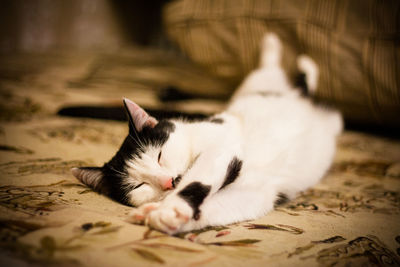 Close-up of cat sleeping