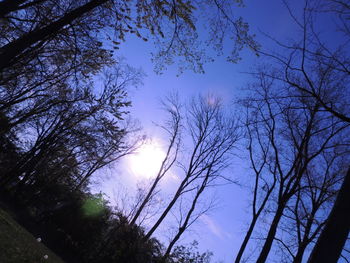 Low angle view of trees against sky