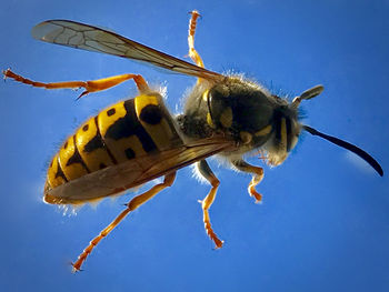 Close-up of insect on blue surface