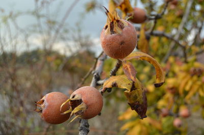 Close-up of medlar fruit growing on tree