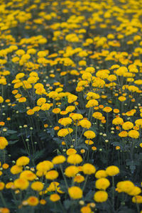 Close-up of yellow flowering plants on field