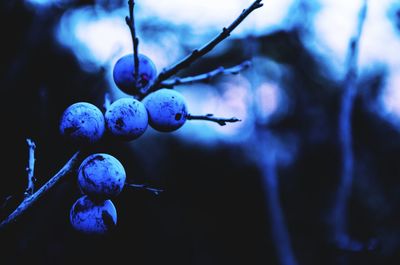 Close-up of plant against blurred background