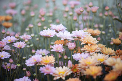 Close-up of pink flowering plants on field