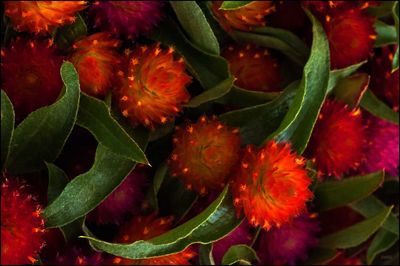 Close-up of red flowers