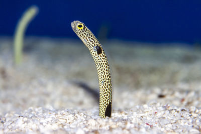 Close-up of turtle in sea