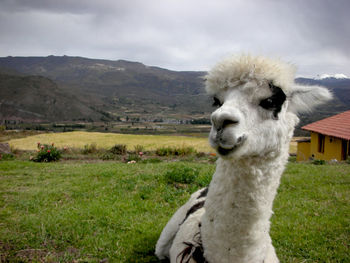 View of an animal on landscape