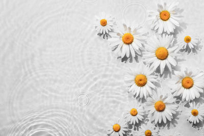 Chamomile flowers in white water background with concentric circles and ripples. natural beauty spa