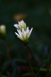 Close-up of flowers