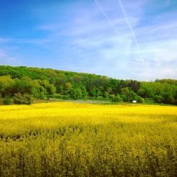 Yellow flowers growing in field